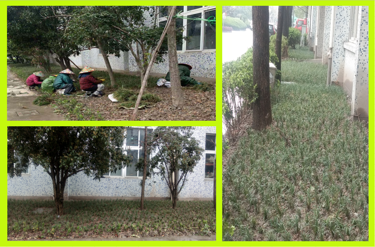 种植绿化，美化坏境
